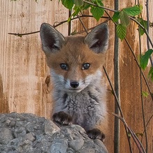 Junger Fuchs Junger Fuchs
