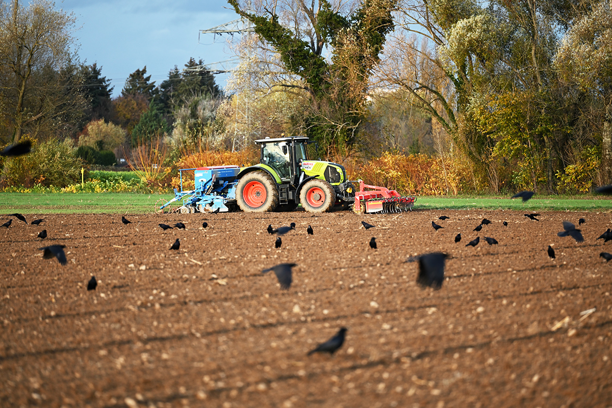 Traktor auf einem Acker mit vielen Krähen