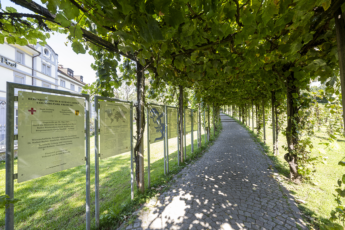 Weinreben im Colombipark