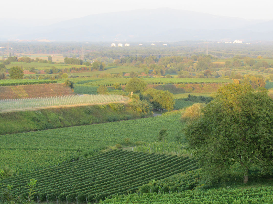 Landschaft mit Reben
