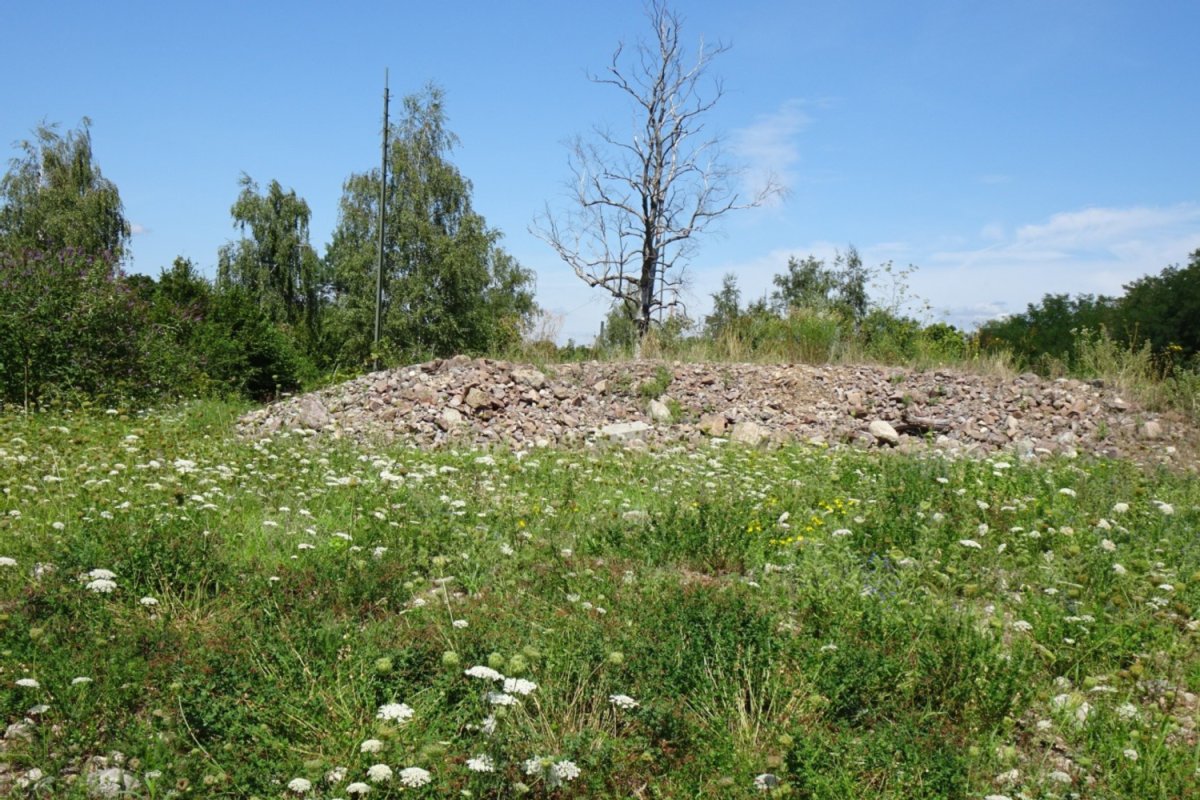 wilde Blumenwiese mit Erd- und Steinhaufen