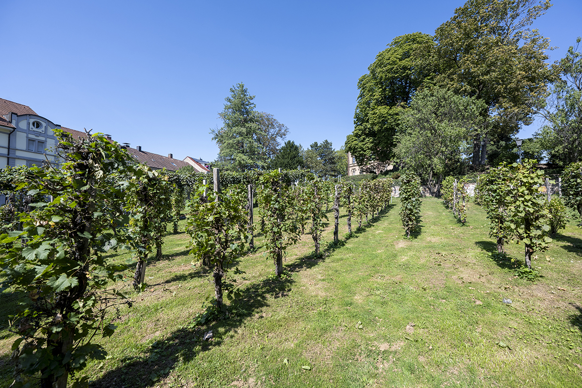 Weinreben im Colombipark