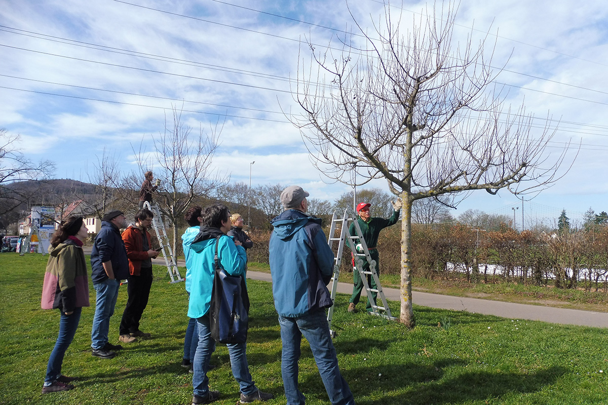 Gruppe beim Baumschnittkurs