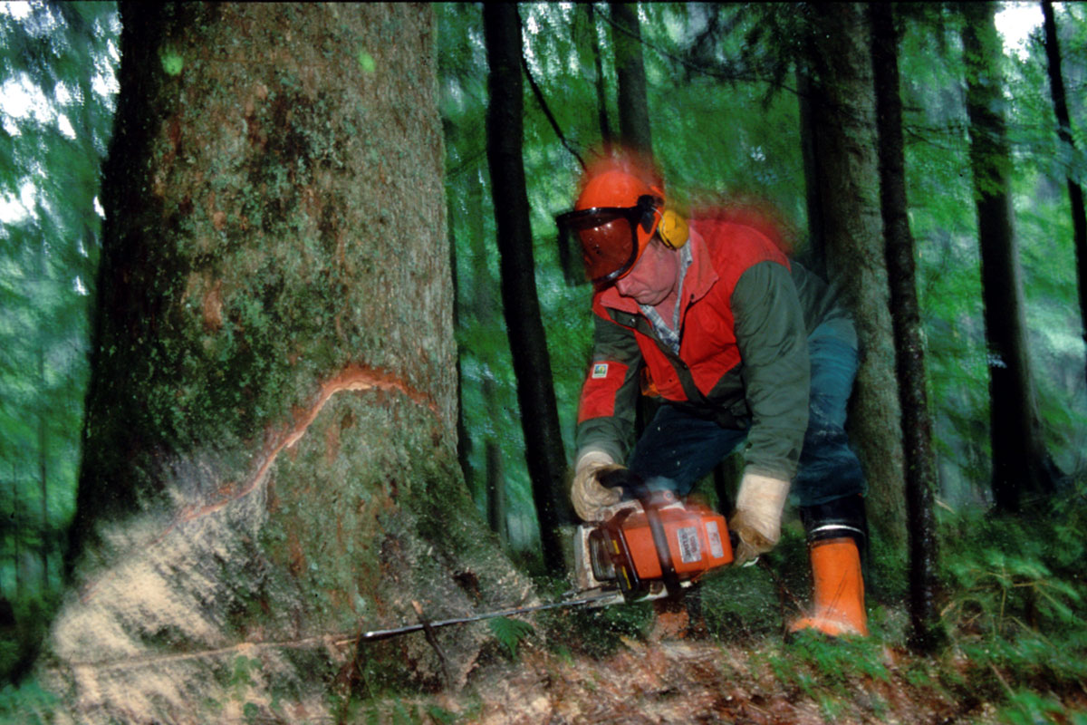 Mann mit Motorrsäge fällt Baum