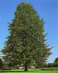 Buche (Fagus sylvatica)